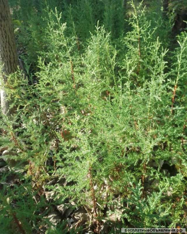 Саженцы хвойных растений в ассортименте