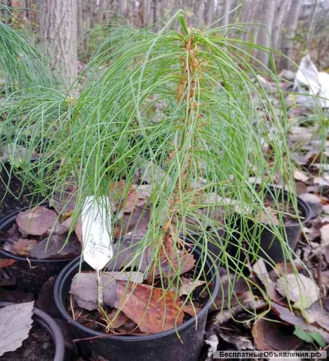 Саженцы хвойных растений в ассортименте