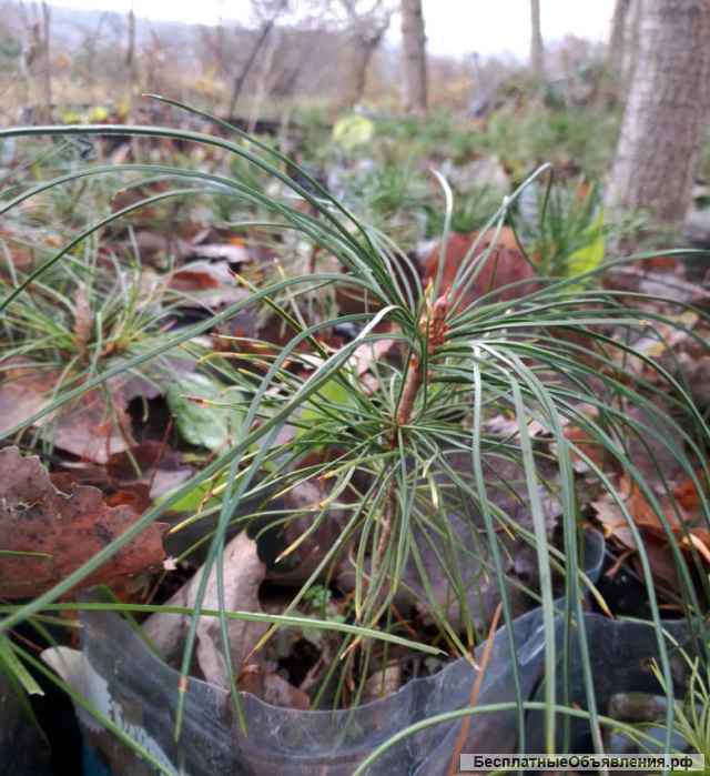 Саженцы хвойных растений в ассортименте