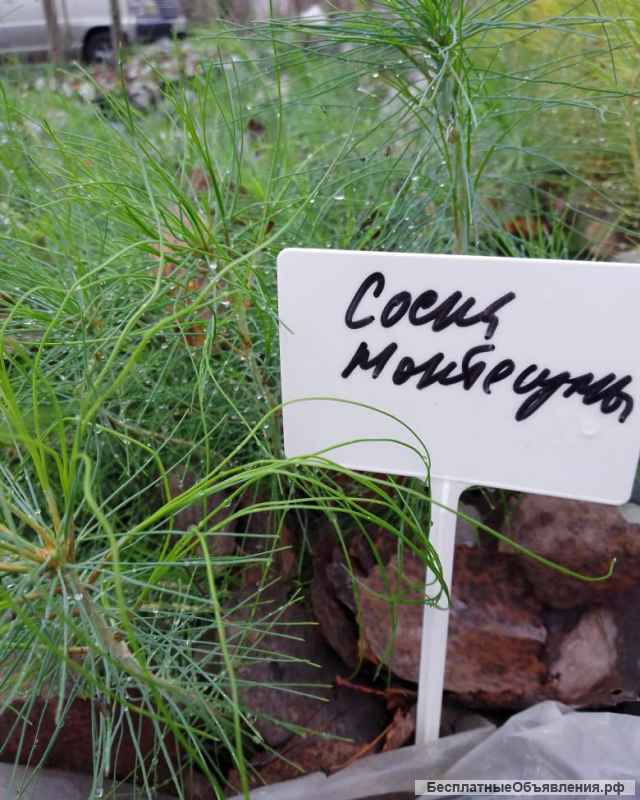 Саженцы хвойных растений в ассортименте