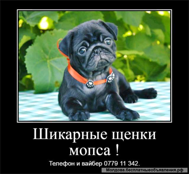 Шикарные щенки мопса ждут своих хозяев