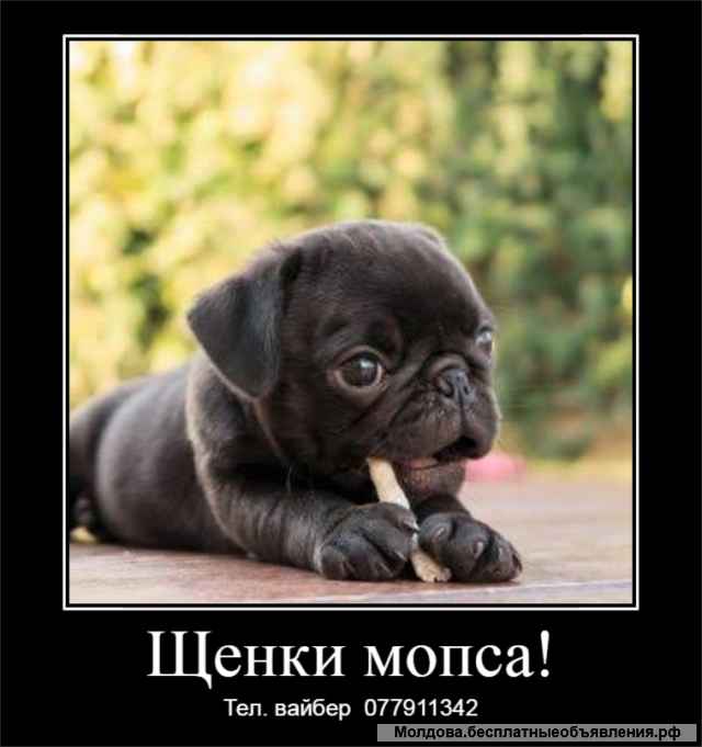 Шикарные щенки мопса ждут своих хозяев