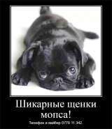 Шикарные щенки мопса ждут своих хозяев