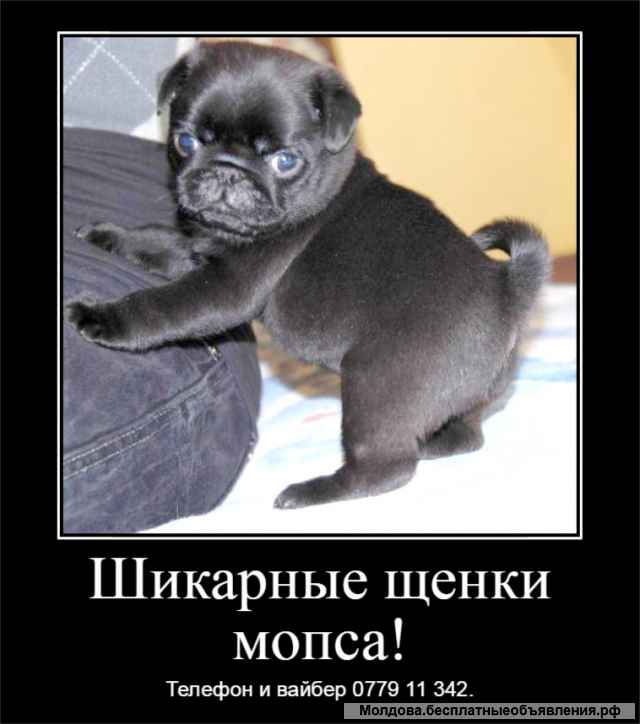 Шикарные щенки мопса ждут своих хозяев