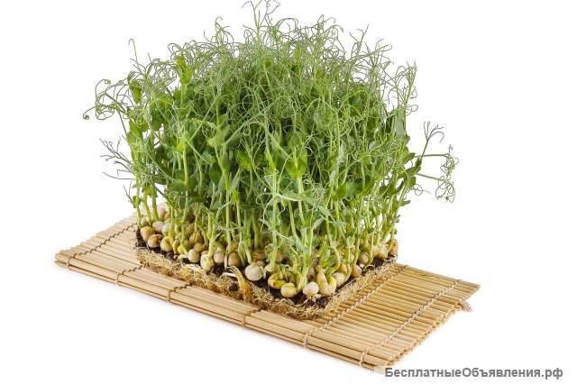 Микрозелень Green live