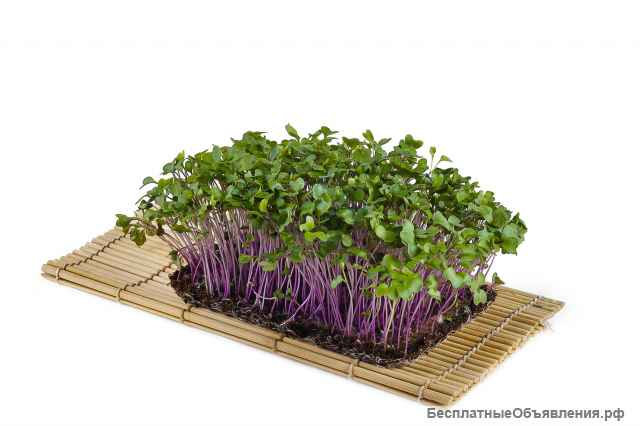 Микрозелень Green live