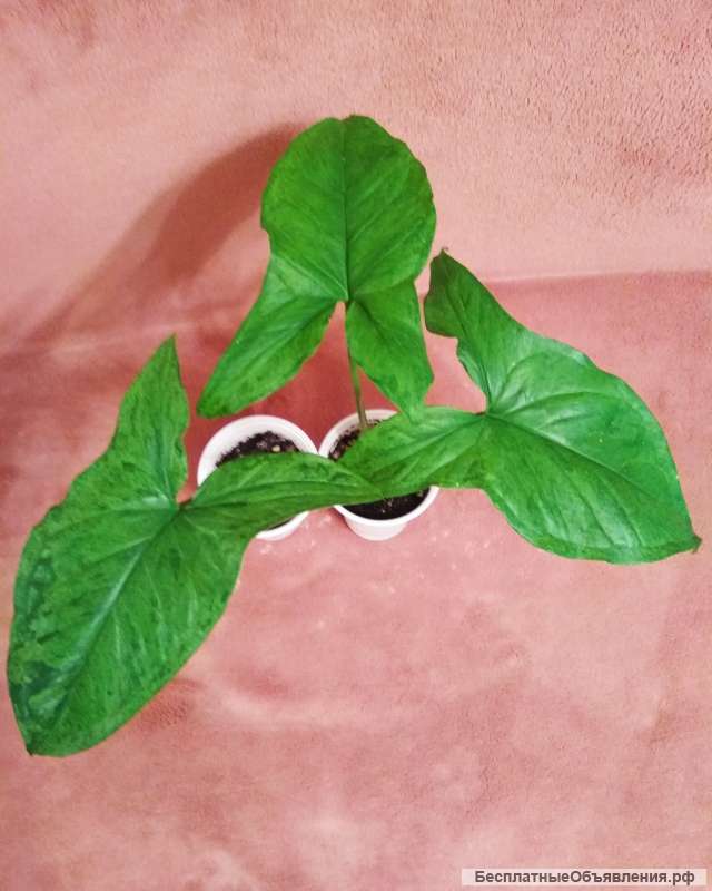 Сингониумы, филодендрон, хойя