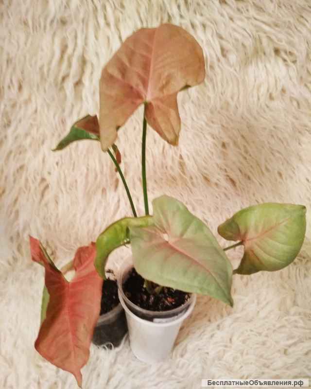 Сингониумы, филодендрон, хойя