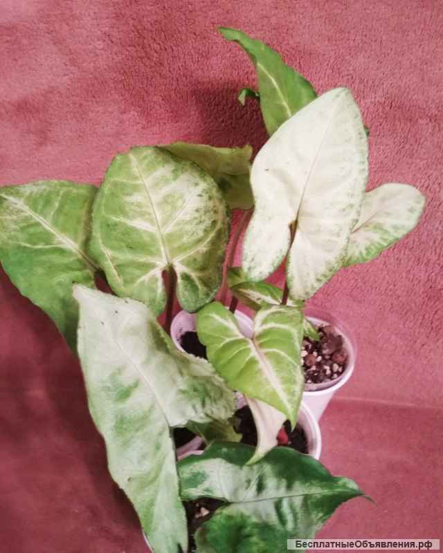 Сингониумы, филодендрон, хойя