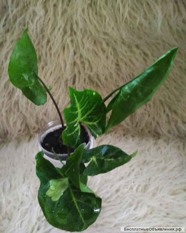 Сингониумы, филодендрон, хойя