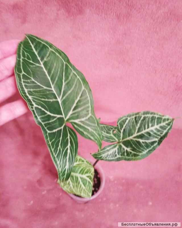 Сингониумы, филодендрон, хойя