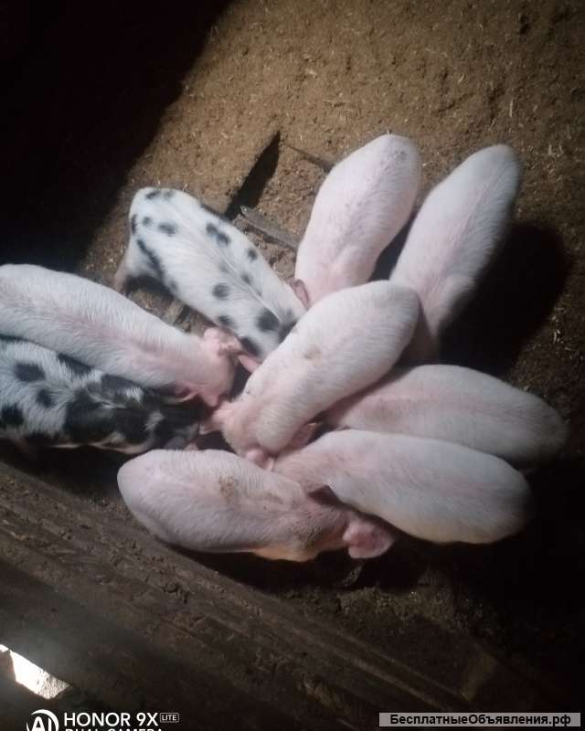 Телка 7 мес, поросята 1.5 мес