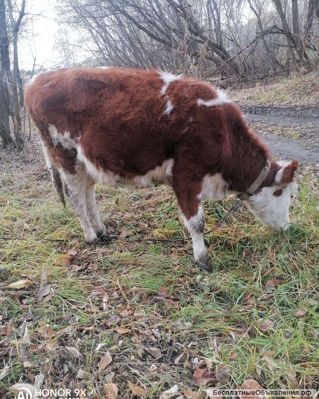 Телка 7 мес, поросята 1.5 мес