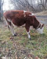 Телка 7 мес, поросята 1.5 мес