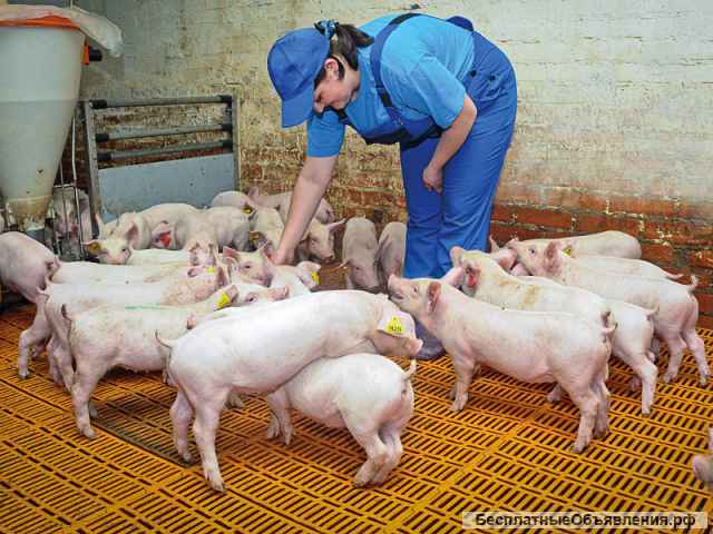 Вахта разнорабочие по уходу за животными МЖ проживание + питание