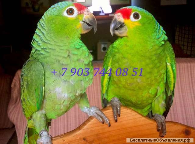 Попугай краснолобый амазон (Amazona autumnalis) ручные птенцы из питомника