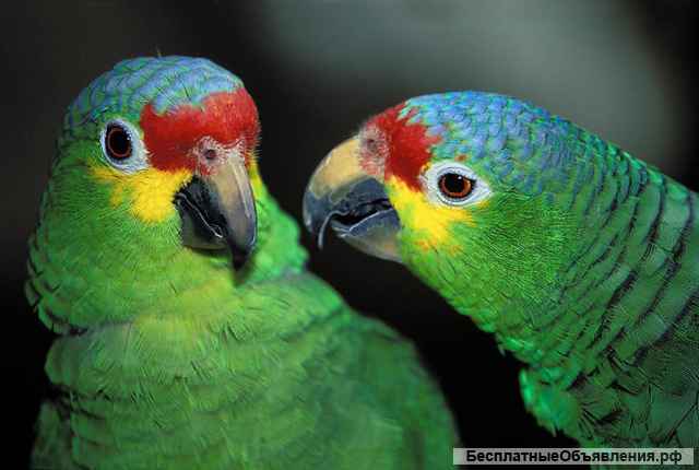 Попугай краснолобый амазон (Amazona autumnalis) ручные птенцы из питомника