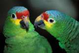 Попугай краснолобый амазон (Amazona autumnalis) ручные птенцы из питомника