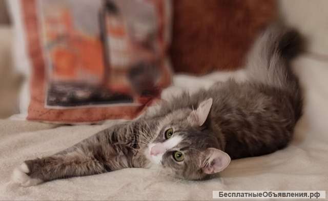 Котик Степан ищет семью