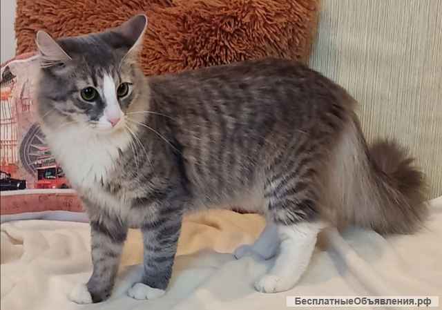 Котик Степан ищет семью