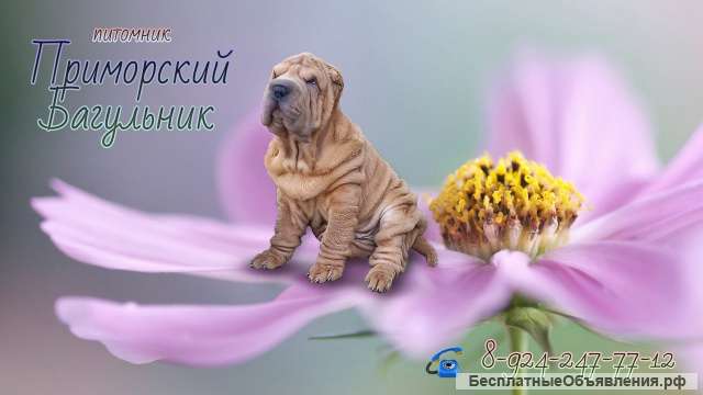 Шикарные щенки Шар-пей (Шарпея)