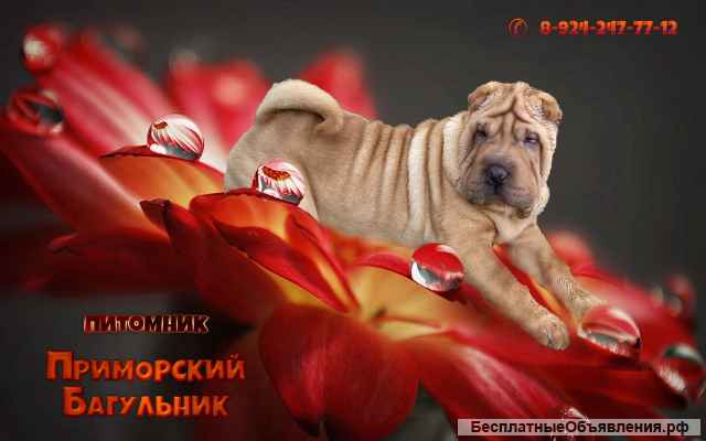 Шикарные щенки Шар-пей (Шарпея)