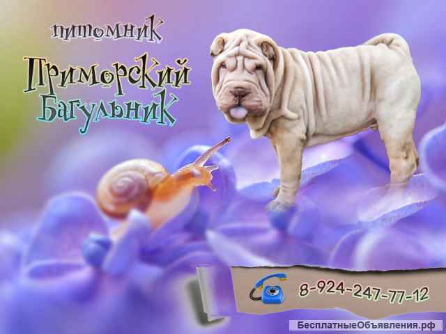 Шикарные щенки Шар-пей (Шарпея)