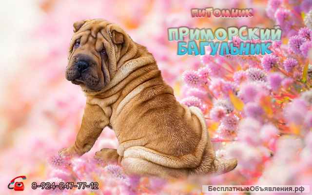 Шикарные щенки Шар-пей (Шарпея)