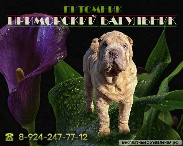 Шикарные щенки Шар-пей (Шарпея)