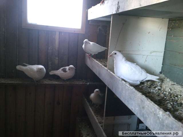 Голуби на ваш праздник