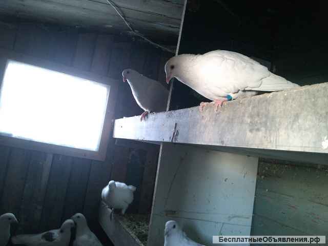 Голуби на ваш праздник