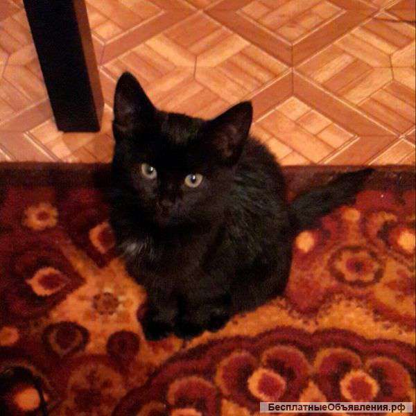 Котенок