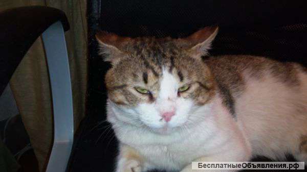 Отдам большого кота