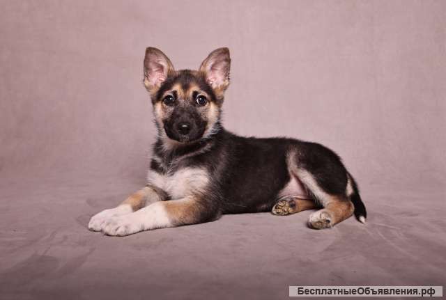 Щенки ищут дом