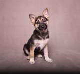 Щенки ищут дом