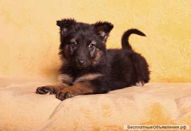 Щенки ищут дом