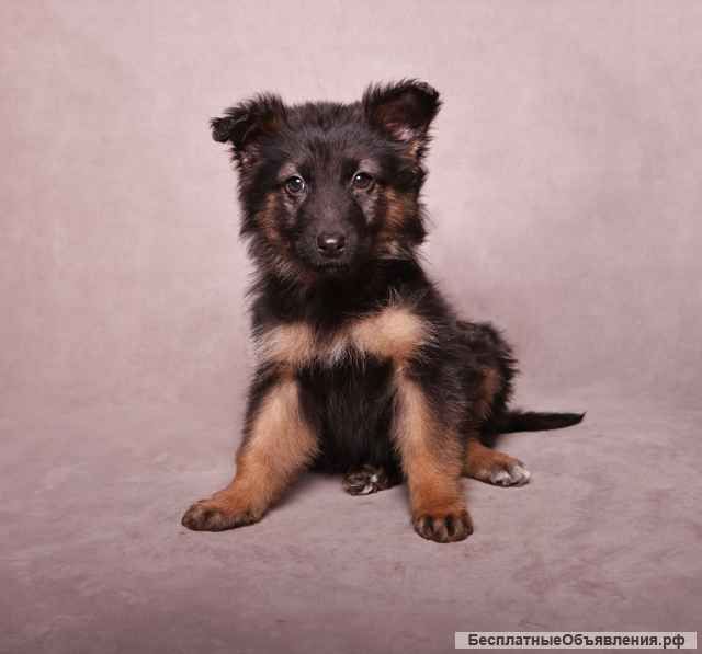 Щенки ищут дом