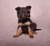 Щенки ищут дом