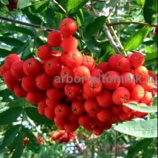 Саженцы и крупномеры рябины в Москве и Подмосковье с доставкой и посадкой