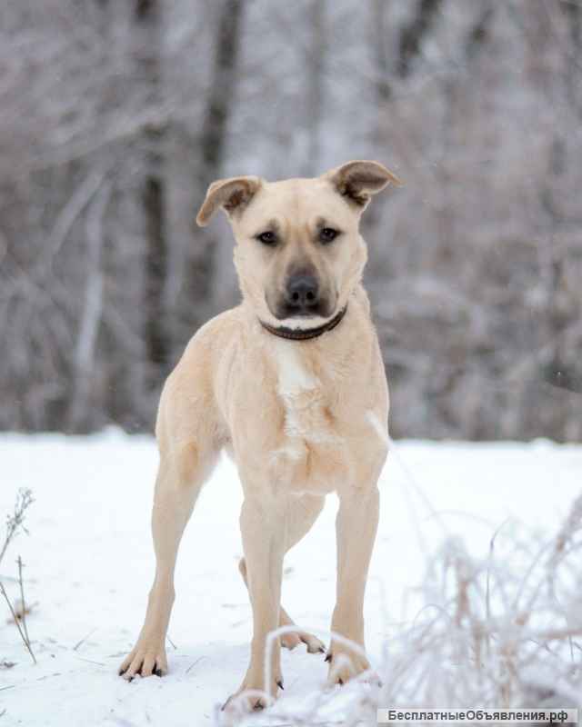 Джесси - смышлёная егоза в дар