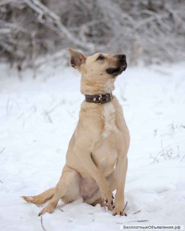 Джесси - смышлёная егоза в дар