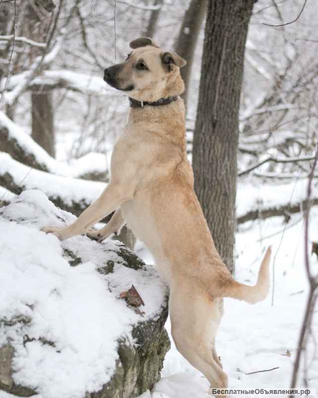 Джесси - смышлёная егоза в дар