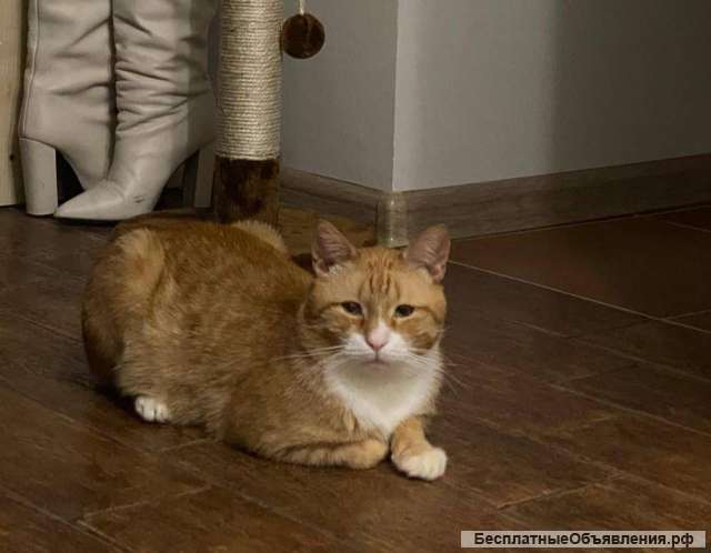 Взрослый рыжий кот Гарфилд в добрые руки