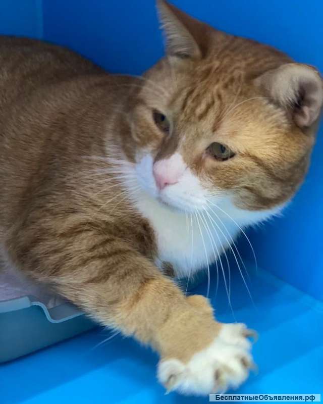 Взрослый рыжий кот Гарфилд в добрые руки