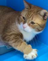 Взрослый рыжий кот Гарфилд в добрые руки