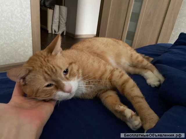 Взрослый рыжий кот Гарфилд в добрые руки