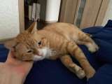 Взрослый рыжий кот Гарфилд в добрые руки