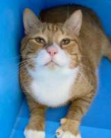 Взрослый рыжий кот Гарфилд в добрые руки