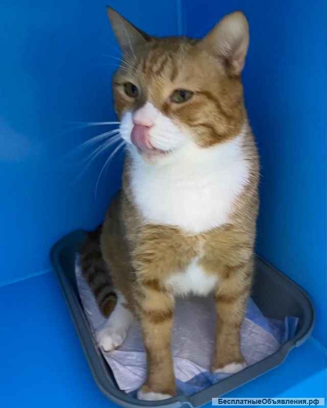 Взрослый рыжий кот Гарфилд в добрые руки