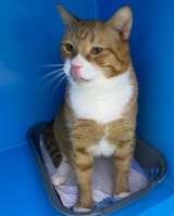 Взрослый рыжий кот Гарфилд в добрые руки